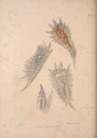Reproducción/Reproduction 35633323815: A monograph of the British nudibranchiate Mollusca :. London :Printed for the Ray Society,1845-1910.