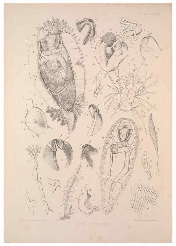 Reproducción/Reproduction 35633327115: A monograph of the British nudibranchiate Mollusca :. London :Printed for the Ray Society,1845-1910.