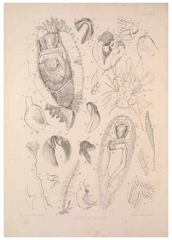 Reproducción/Reproduction 35633327115: A monograph of the British nudibranchiate Mollusca :. London :Printed for the Ray Society,1845-1910.