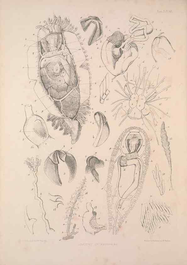 Reproducción/Reproduction 35633327115: A monograph of the British nudibranchiate Mollusca :. London :Printed for the Ray Society,1845-1910.