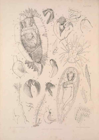 Reproducción/Reproduction 35633327115: A monograph of the British nudibranchiate Mollusca :. London :Printed for the Ray Society,1845-1910.