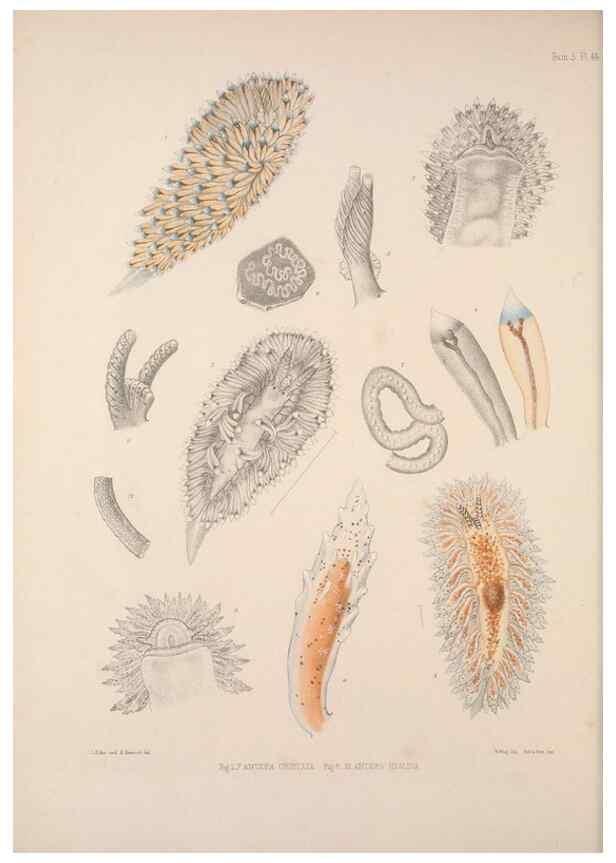 Reproducción/Reproduction 35633329345: A monograph of the British nudibranchiate Mollusca :. London :Printed for the Ray Society,1845-1910.
