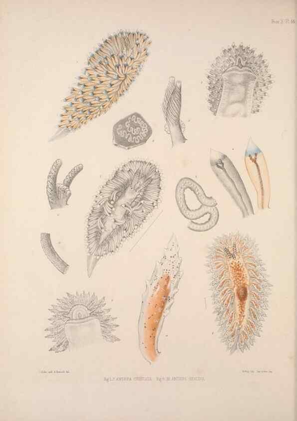 Reproducción/Reproduction 35633329345: A monograph of the British nudibranchiate Mollusca :. London :Printed for the Ray Society,1845-1910.