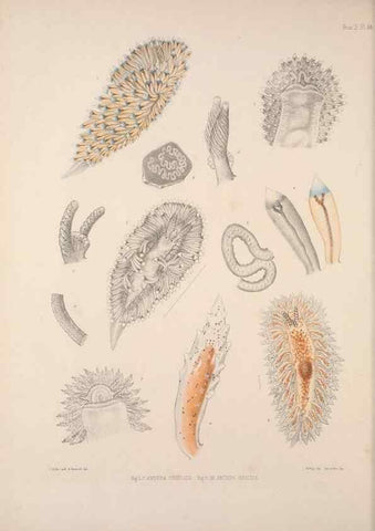 Reproducción/Reproduction 35633329345: A monograph of the British nudibranchiate Mollusca :. London :Printed for the Ray Society,1845-1910.