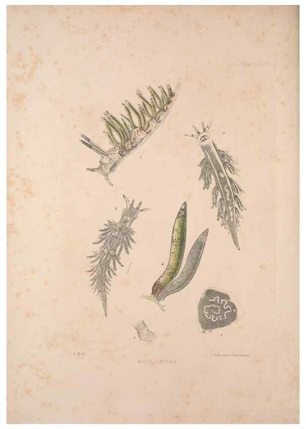 Reproducción/Reproduction 35633292045: A monograph of the British nudibranchiate Mollusca :. London :Printed for the Ray Society,1845-1910.