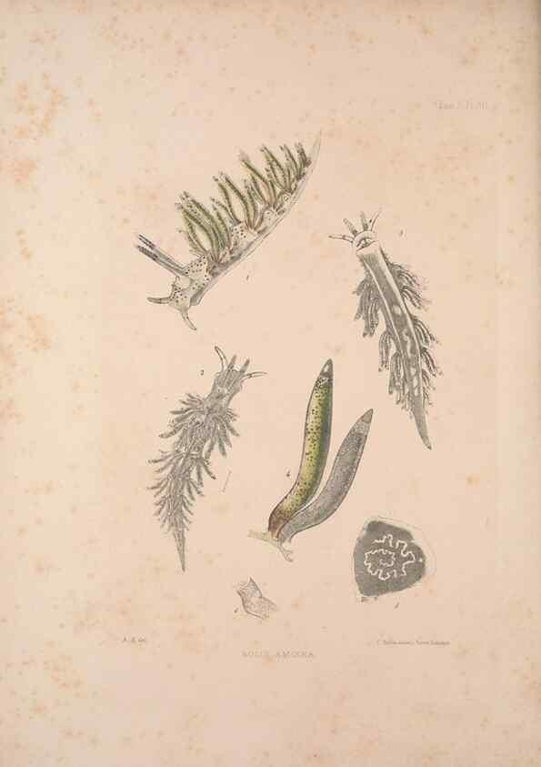 Reproducción/Reproduction 35633292045: A monograph of the British nudibranchiate Mollusca :. London :Printed for the Ray Society,1845-1910.