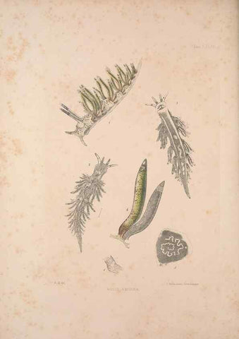 Reproducción/Reproduction 35633292045: A monograph of the British nudibranchiate Mollusca :. London :Printed for the Ray Society,1845-1910.