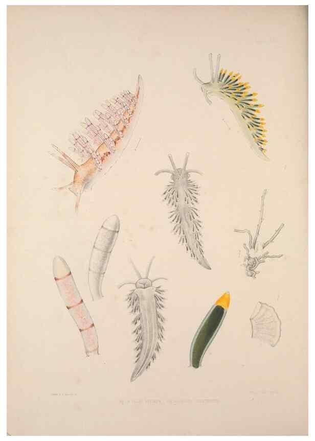 Reproducción/Reproduction 35633290565: A monograph of the British nudibranchiate Mollusca :. London :Printed for the Ray Society,1845-1910.