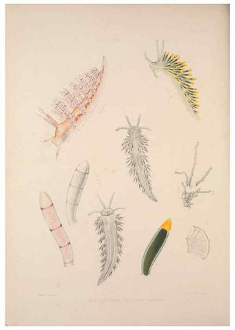Reproducción/Reproduction 35633290565: A monograph of the British nudibranchiate Mollusca :. London :Printed for the Ray Society,1845-1910.