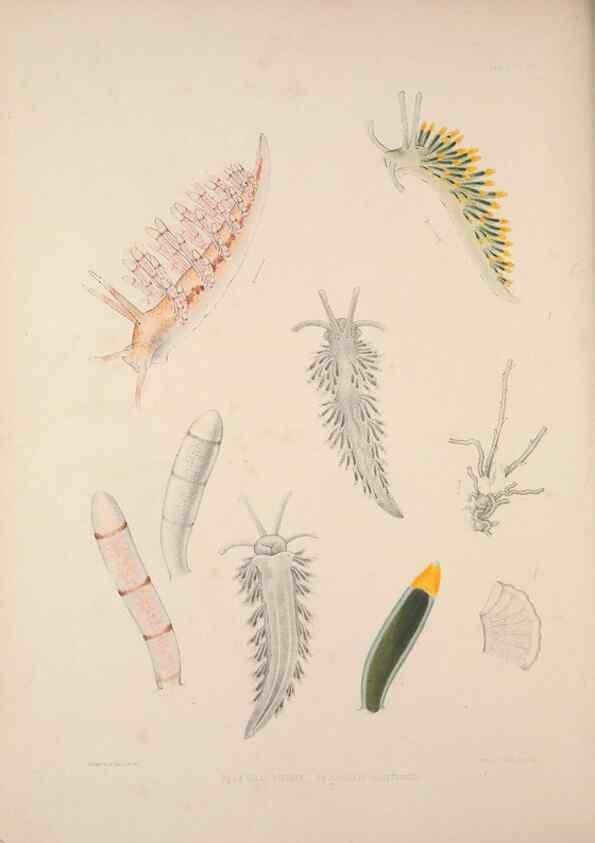 Reproducción/Reproduction 35633290565: A monograph of the British nudibranchiate Mollusca :. London :Printed for the Ray Society,1845-1910.