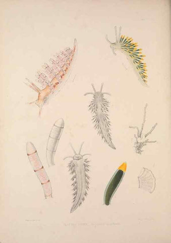 Reproducción/Reproduction 35633290565: A monograph of the British nudibranchiate Mollusca :. London :Printed for the Ray Society,1845-1910.