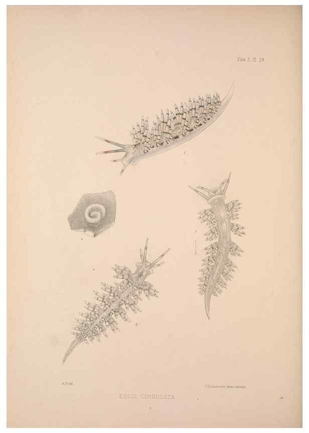 Reproducción/Reproduction 35633288995: A monograph of the British nudibranchiate Mollusca :. London :Printed for the Ray Society,1845-1910.