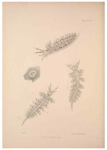 Reproducción/Reproduction 35633288995: A monograph of the British nudibranchiate Mollusca :. London :Printed for the Ray Society,1845-1910.
