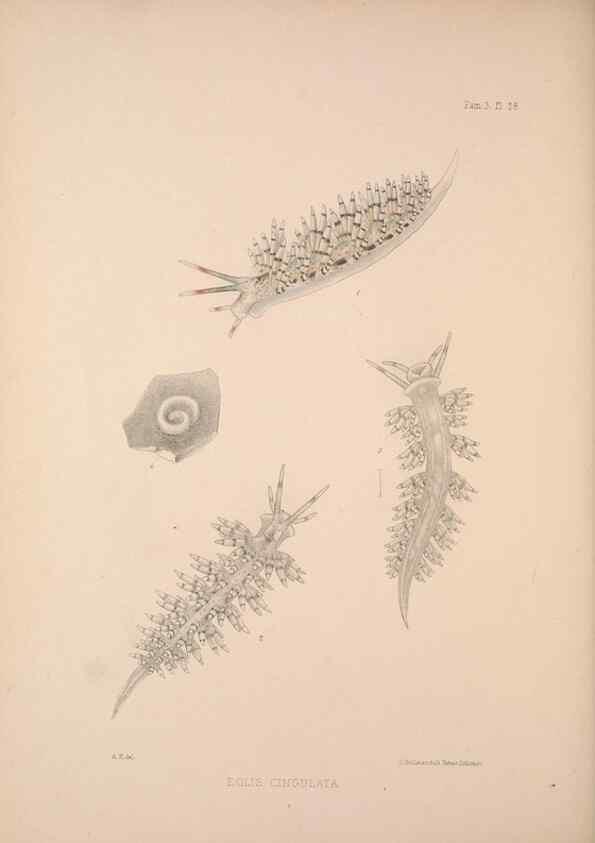 Reproducción/Reproduction 35633288995: A monograph of the British nudibranchiate Mollusca :. London :Printed for the Ray Society,1845-1910.