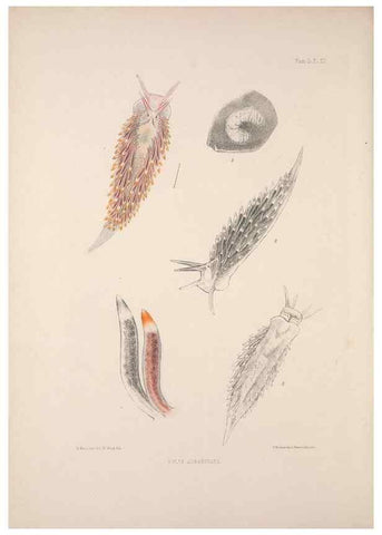 Reproducción/Reproduction 35633287265: A monograph of the British nudibranchiate Mollusca :. London :Printed for the Ray Society,1845-1910.