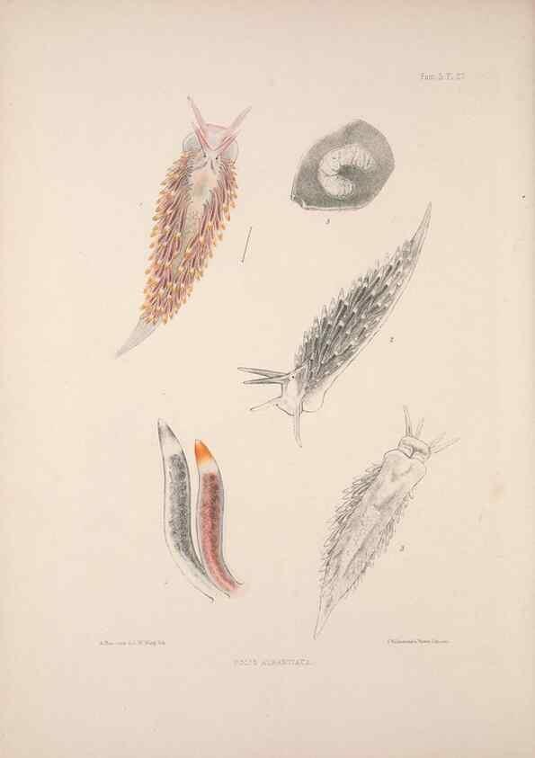 Reproducción/Reproduction 35633287265: A monograph of the British nudibranchiate Mollusca :. London :Printed for the Ray Society,1845-1910.