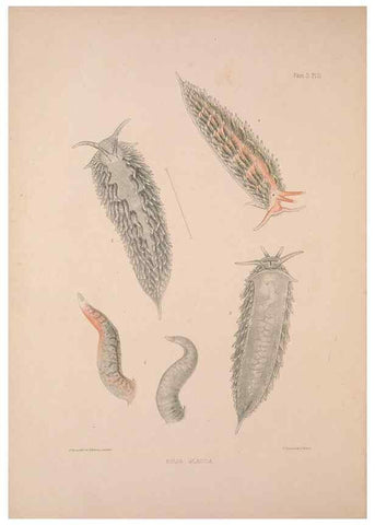 Reproducción/Reproduction 34792249424: A monograph of the British nudibranchiate Mollusca :. London :Printed for the Ray Society,1845-1910.