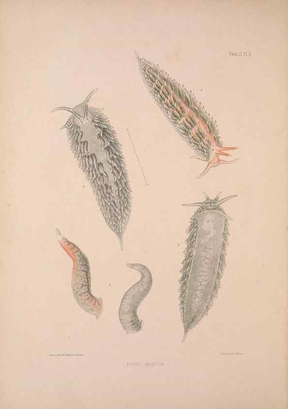 Reproducción/Reproduction 34792249424: A monograph of the British nudibranchiate Mollusca :. London :Printed for the Ray Society,1845-1910.