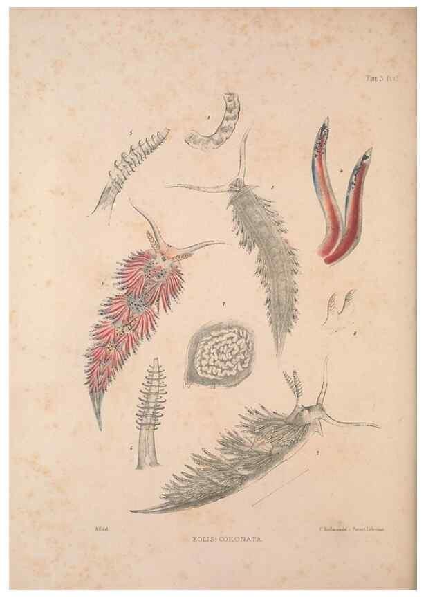 Reproducción/Reproduction 35465388562: A monograph of the British nudibranchiate Mollusca :. London :Printed for the Ray Society,1845-1910.