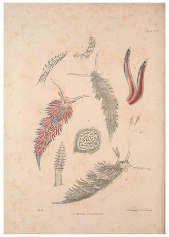 Reproducción/Reproduction 35465388562: A monograph of the British nudibranchiate Mollusca :. London :Printed for the Ray Society,1845-1910.