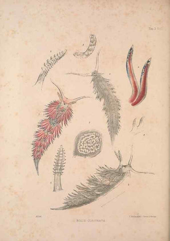 Reproducción/Reproduction 35465388562: A monograph of the British nudibranchiate Mollusca :. London :Printed for the Ray Society,1845-1910.