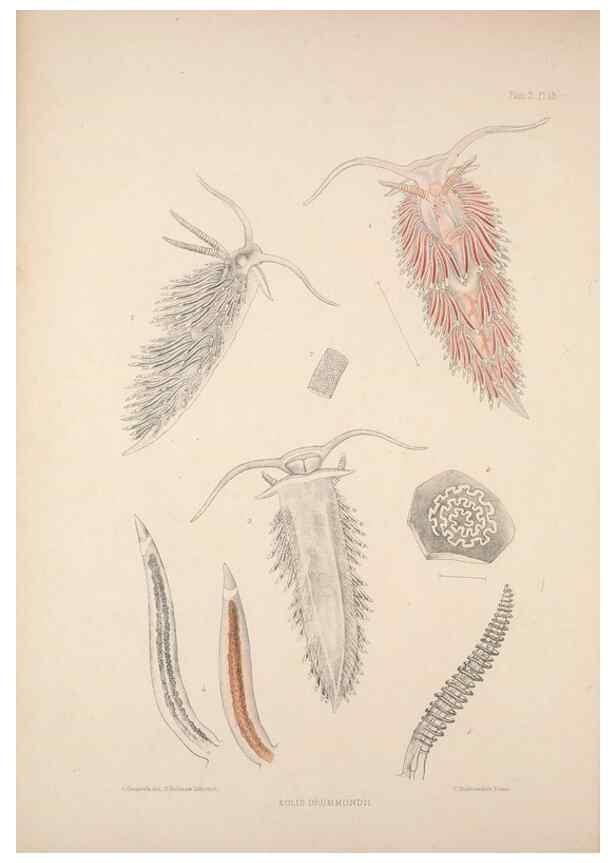 Reproducción/Reproduction 35465390032: A monograph of the British nudibranchiate Mollusca :. London :Printed for the Ray Society,1845-1910.