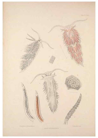 Reproducción/Reproduction 35465390032: A monograph of the British nudibranchiate Mollusca :. London :Printed for the Ray Society,1845-1910.