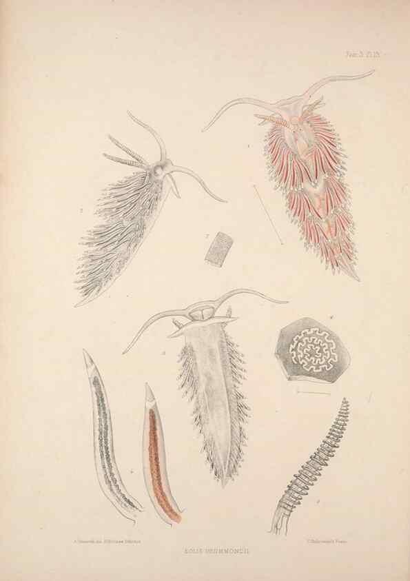 Reproducción/Reproduction 35465390032: A monograph of the British nudibranchiate Mollusca :. London :Printed for the Ray Society,1845-1910.