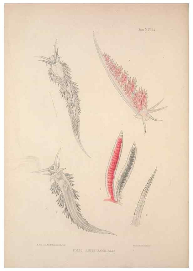 Reproducción/Reproduction 35465391462: A monograph of the British nudibranchiate Mollusca :. London :Printed for the Ray Society,1845-1910.