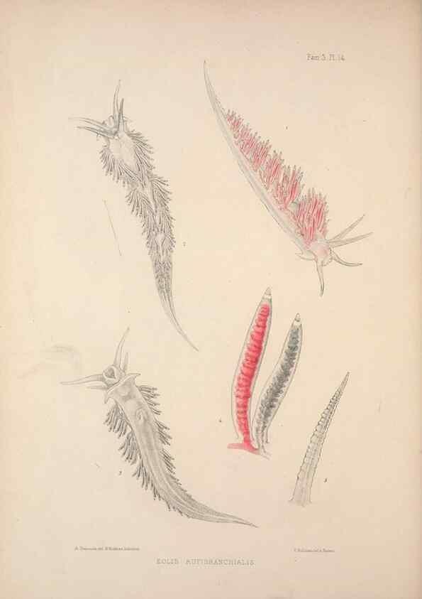 Reproducción/Reproduction 35465391462: A monograph of the British nudibranchiate Mollusca :. London :Printed for the Ray Society,1845-1910.