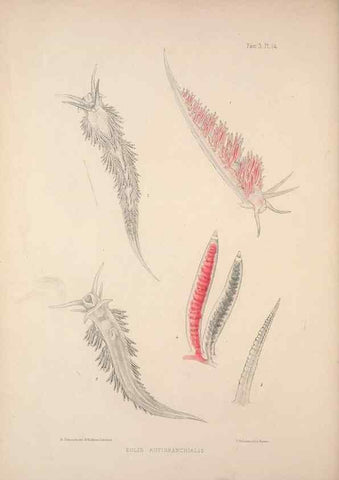 Reproducción/Reproduction 35465391462: A monograph of the British nudibranchiate Mollusca :. London :Printed for the Ray Society,1845-1910.