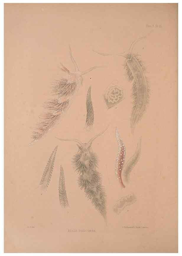 Reproducción/Reproduction 35465393652: A monograph of the British nudibranchiate Mollusca :. London :Printed for the Ray Society,1845-1910.