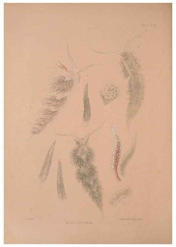 Reproducción/Reproduction 35465393652: A monograph of the British nudibranchiate Mollusca :. London :Printed for the Ray Society,1845-1910.