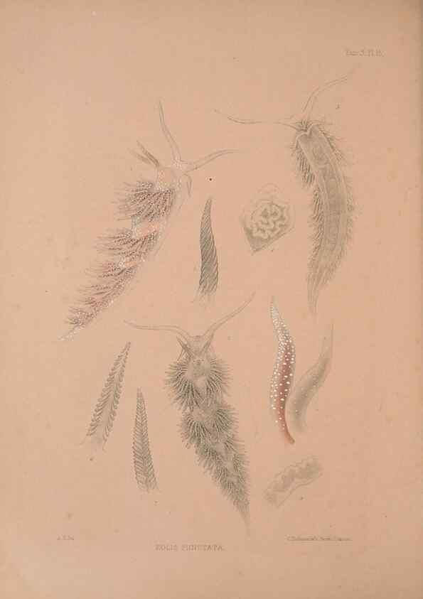 Reproducción/Reproduction 35465393652: A monograph of the British nudibranchiate Mollusca :. London :Printed for the Ray Society,1845-1910.