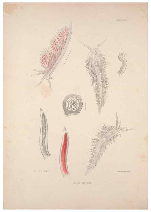Reproducción/Reproduction 35246606350: A monograph of the British nudibranchiate Mollusca :. London :Printed for the Ray Society,1845-1910.