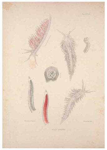 Reproducción/Reproduction 35246606350: A monograph of the British nudibranchiate Mollusca :. London :Printed for the Ray Society,1845-1910.