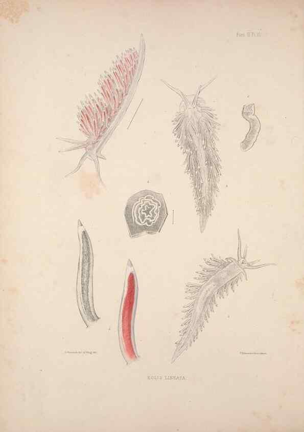 Reproducción/Reproduction 35246606350: A monograph of the British nudibranchiate Mollusca :. London :Printed for the Ray Society,1845-1910.