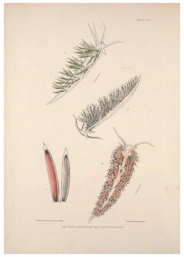 Reproducción/Reproduction 35502980671: A monograph of the British nudibranchiate Mollusca :. London :Printed for the Ray Society,1845-1910.