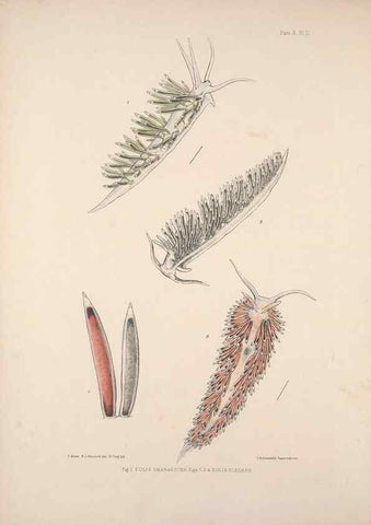 Reproducción/Reproduction 35502980671: A monograph of the British nudibranchiate Mollusca :. London :Printed for the Ray Society,1845-1910.