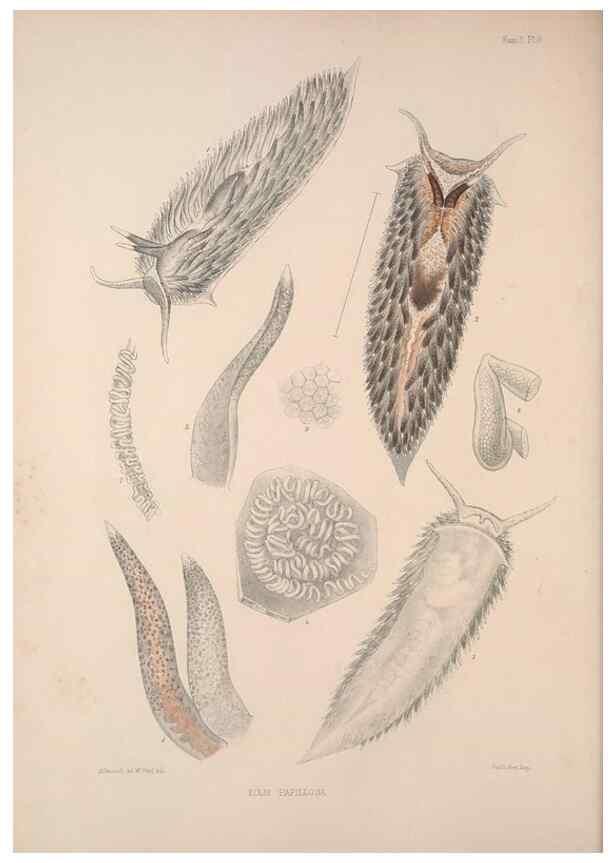 Reproducción/Reproduction 34792246144: A monograph of the British nudibranchiate Mollusca :. London :Printed for the Ray Society,1845-1910.