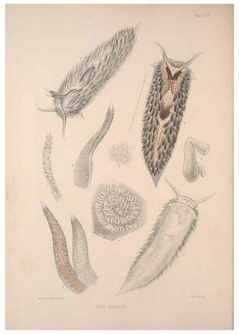 Reproducción/Reproduction 34792246144: A monograph of the British nudibranchiate Mollusca :. London :Printed for the Ray Society,1845-1910.