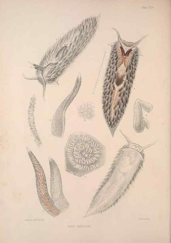 Reproducción/Reproduction 34792246144: A monograph of the British nudibranchiate Mollusca :. London :Printed for the Ray Society,1845-1910.