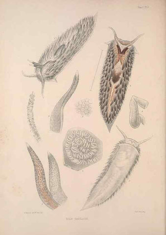 Reproducción/Reproduction 34792246144: A monograph of the British nudibranchiate Mollusca :. London :Printed for the Ray Society,1845-1910.