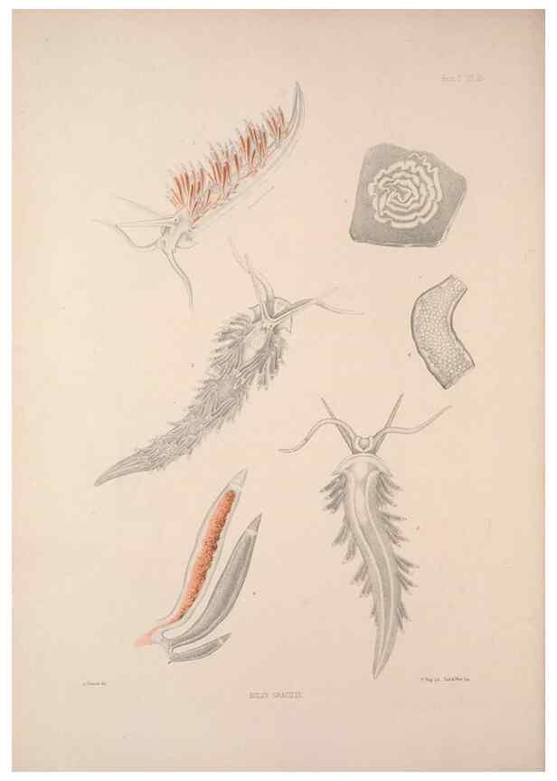 Reproducción/Reproduction 35502982481: A monograph of the British nudibranchiate Mollusca :. London :Printed for the Ray Society,1845-1910.