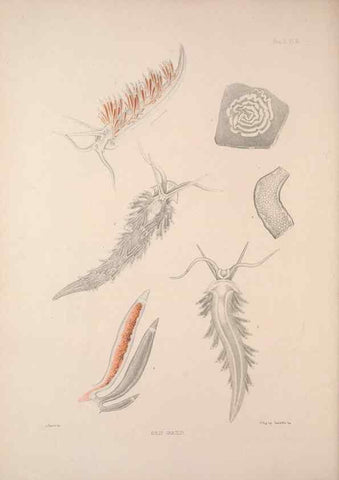 Reproducción/Reproduction 35502982481: A monograph of the British nudibranchiate Mollusca :. London :Printed for the Ray Society,1845-1910.