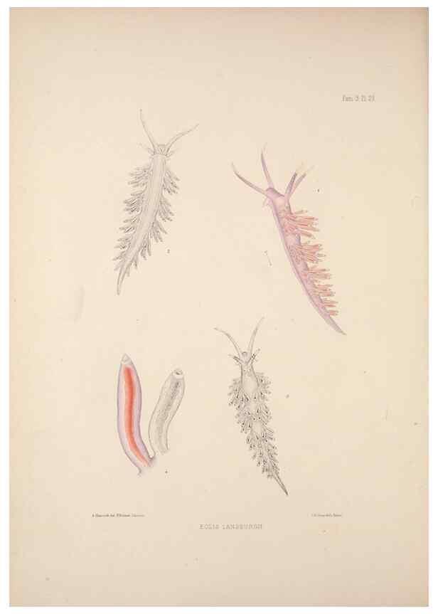 Reproducción/Reproduction 34824435923: A monograph of the British nudibranchiate Mollusca :. London :Printed for the Ray Society,1845-1910.
