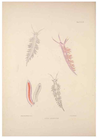 Reproducción/Reproduction 34824435923: A monograph of the British nudibranchiate Mollusca :. London :Printed for the Ray Society,1845-1910.