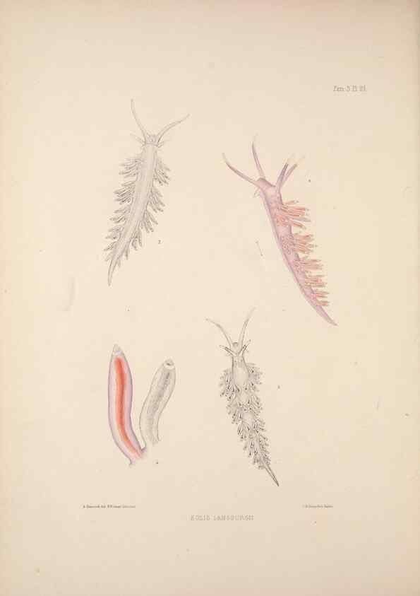Reproducción/Reproduction 34824435923: A monograph of the British nudibranchiate Mollusca :. London :Printed for the Ray Society,1845-1910.