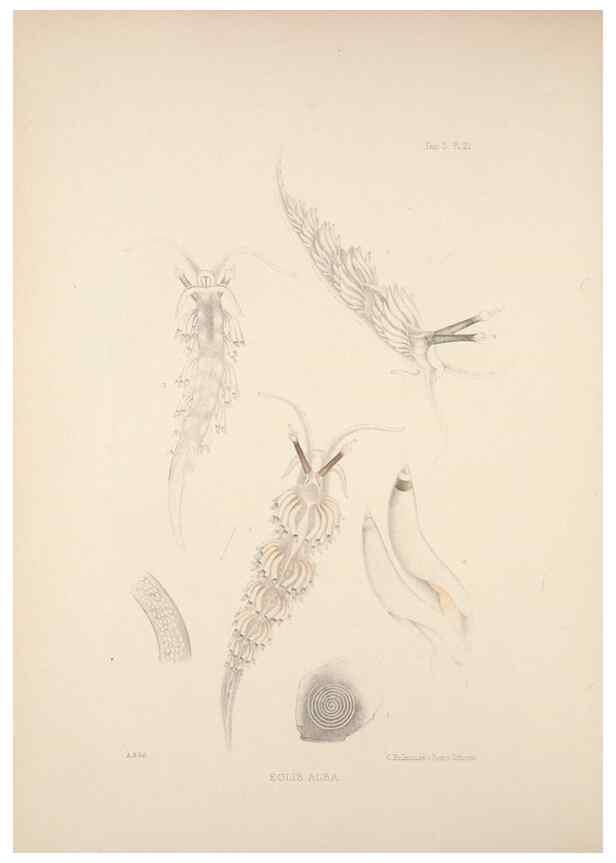Reproducción/Reproduction 34824437203: A monograph of the British nudibranchiate Mollusca :. London :Printed for the Ray Society,1845-1910.