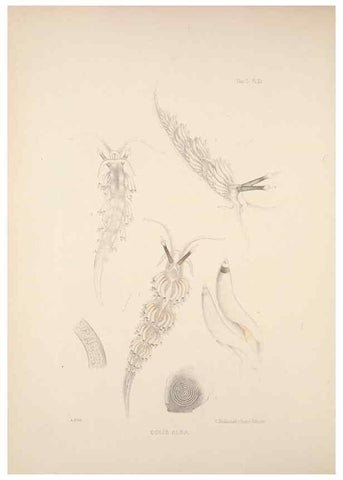 Reproducción/Reproduction 34824437203: A monograph of the British nudibranchiate Mollusca :. London :Printed for the Ray Society,1845-1910.